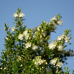 A Myrtle Bush in Bloom