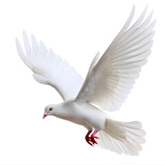 Obraz premium White Dove flying isolated on white background