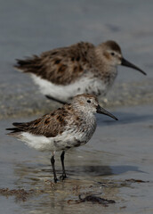 A pair of a Dunlin at Busaiteen coast of Bahrain