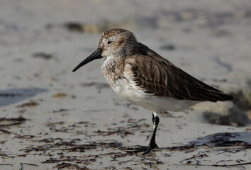Closeup of a Dunlin at Busaiteen coast of Bahrain