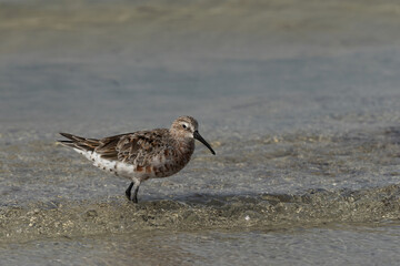 Curlew Sandpiper at Busaiteen coast of Bahrain
