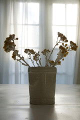 Fototapeta premium Dried Flowers Silver Dust Ragwort in vase ceramic