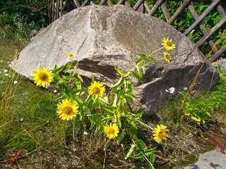 Zwergsonnenblumen am Stein im Garten 