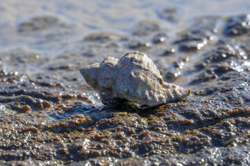 A hermit's house by the beach
