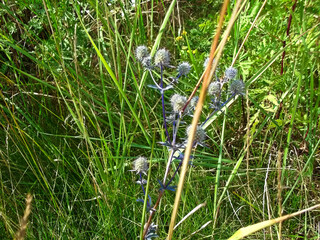 Die blaue Distel im Rasen