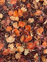 autumn leaves on the ground