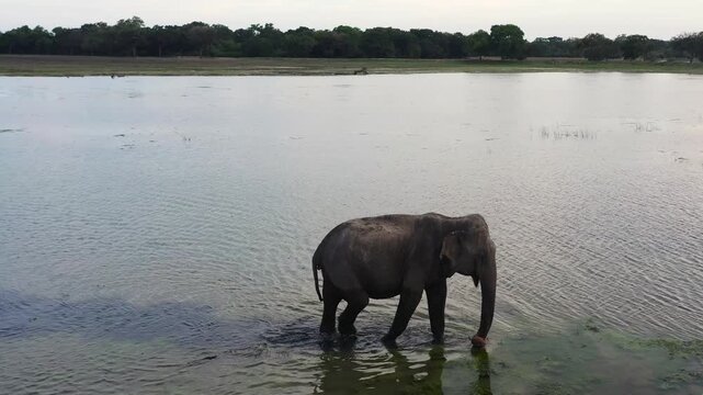 Top view of wid elephant in the lake in the national park. Wild animals. Sri Lanka.