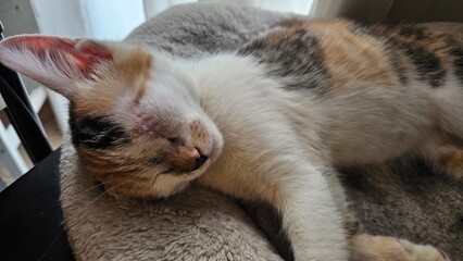 Calico Kitten Peacefully Sleeping on Soft Bed