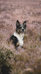 Dog in heather peak district