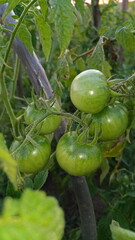 tomatoes in the garden