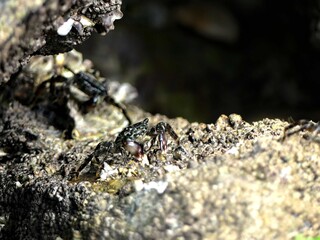Small sea crab taking advantage of low tide on the Atlantic coast to forage for food