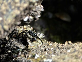 Small sea crab taking advantage of low tide on the Atlantic coast to forage for food