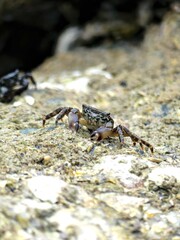 Small sea crab taking advantage of low tide on the Atlantic coast to forage for food