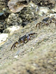Small sea crab taking advantage of low tide on the Atlantic coast to forage for food