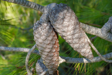 Two brown unopened cones in a pine forest
