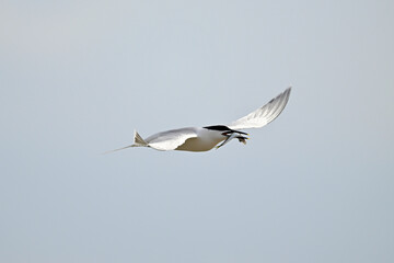 Brandseeschwalbe mit erbeutetem Fisch im Schnabel // Sandwich tern with fish as prey (Thalasseus sandvicensis) 