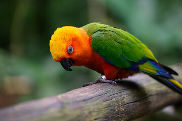 Orange head parrot humour why so serious