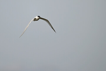 Brandseeschwalbe // Sandwich tern (Thalasseus sandvicensis) 