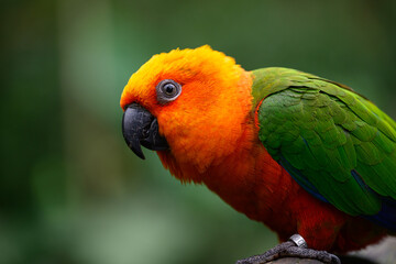 Orange head parrot humour why so serious