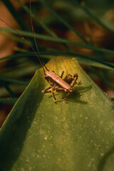 Grashüpfer auf Blatt 