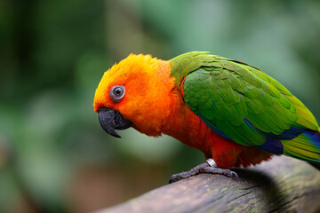 Orange head parrot humour why so serious
