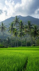 Fototapeta premium Lush Green Rice Fields and Towering Palms on the Serene Island of Lombok, Indonesia, with a Tranquil Mountain Range in the Background.