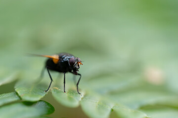 Fly on a leaf.