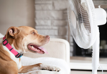 Dog in front of fan while lying on sofa. Puppy dog enjoying the cool air from electric fan. Dog panting. Keeping cat, dogs and pets cool in summer heat. Female Boxer Pitbull mix. Selective focus.
