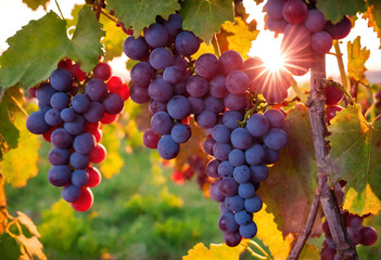 Naklejka premium Vine grapes on tree at sunset