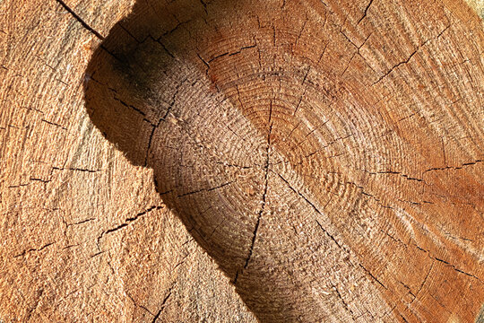Texture of a sawn tree. Texture of a dry cutted tree trunk