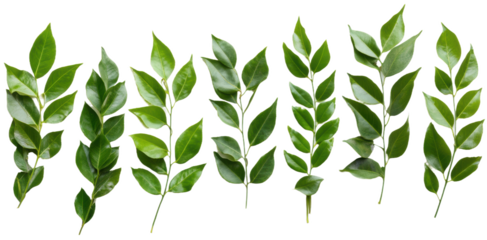 Fresh green leaves arranged in a line, showcasing various shapes and sizes, cut out - stock png.