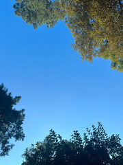 trees with sky