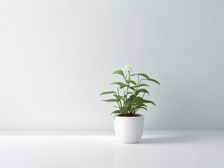 White walls and a small plant background