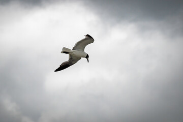 Laughing Gull in flight in cloudy sky, with vignette and copy space.