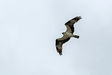 Osprey high in cloudy sky, search for prey, with copy space.