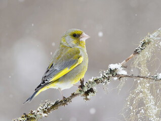 European greenfinch (Chloris chloris) sitting on a branch in snowfall in early spring.	
