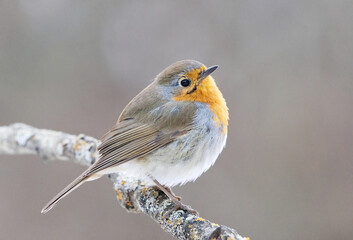 European robin (erithacus rubecula) sitting on a branch in spring.	
