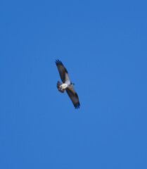Osprey (Pandion haliaetus) flying in the sky with a pike in it's claws in spring.