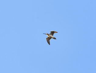 Common snipe (Gallinago gallinago) flying in the sky in spring.