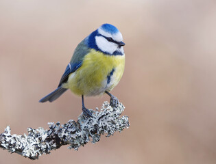 Eurasian blue tit (Cyanistes caeruleus) sitting on a branch in the garden in spring.	
