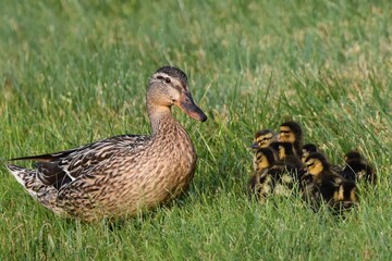 duck and ducklings