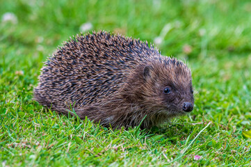 Hedgehog, Erinaceus europaeus