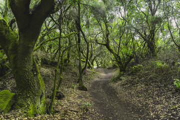 Lush laurisilva forest 