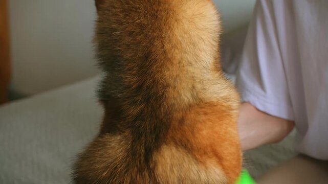 Woman owner gently brushes through beloved Shiba Inu dog for at home. combing and brushing with slicker brush out pet. grooming siba doggy fluff with special brush. Seasonal junior shedding in dogs