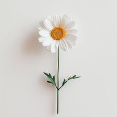 Obraz premium daisy flower isolated on white