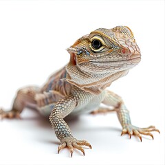 Obraz premium close up of a lizard