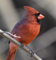 Cardinal on a branch