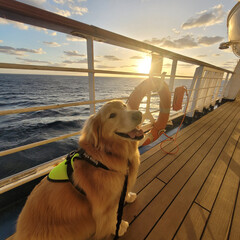Service Dog on Ship Deck Golden Retriever