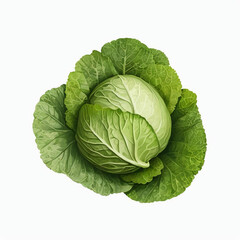 Fototapeta premium cabbage isolated on white background