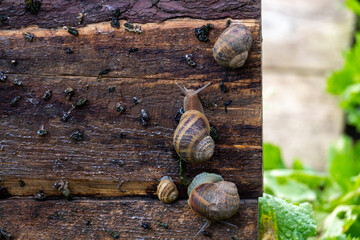 Edible snail farm, growing mollusks, snails crawling on wooden board, close-up. Helix Aspersa...